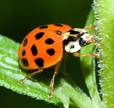 Coccinelle asiatique