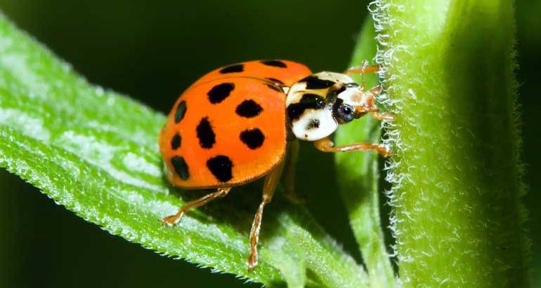 Coccinelle asiatique